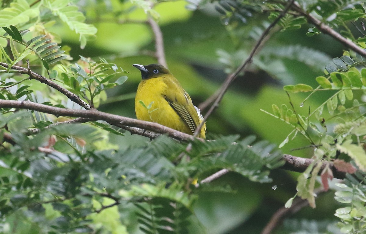 Andaman Bulbul - ML645011820