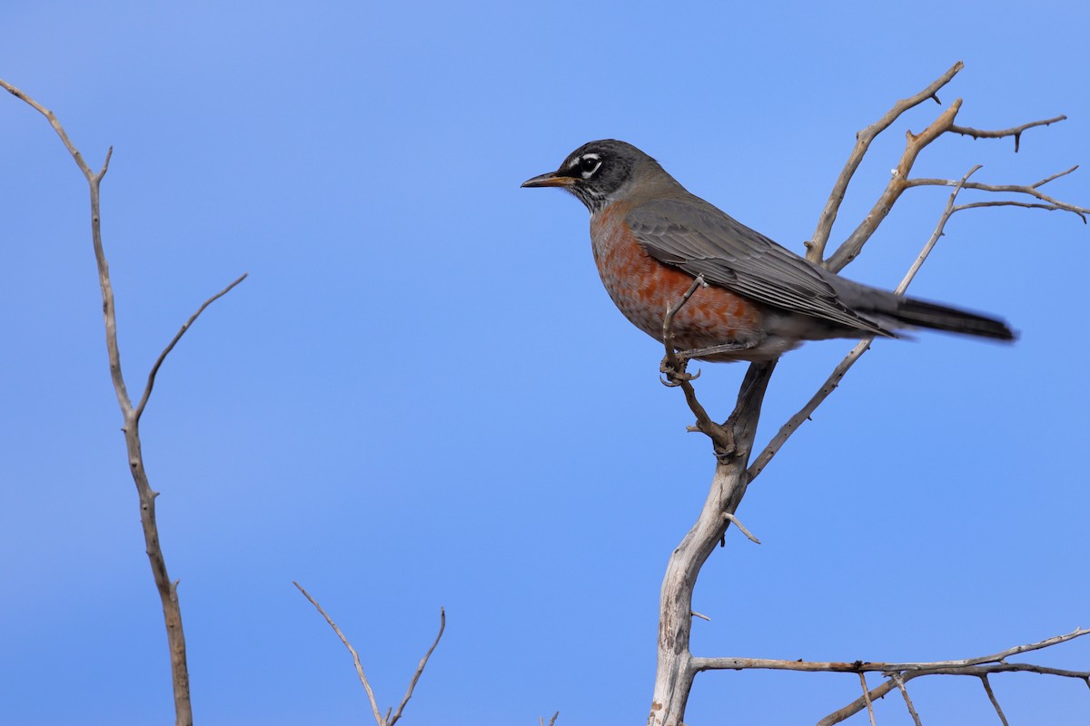 American Robin - ML645011825