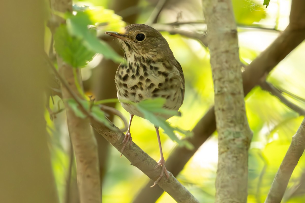 Hermit Thrush - ML645011842