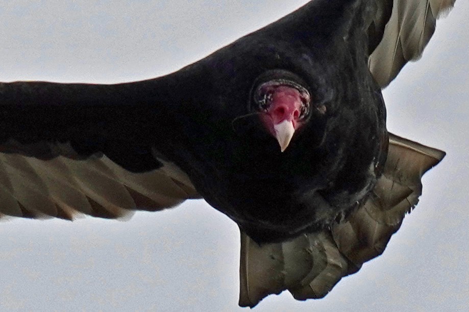 Turkey Vulture - ML645011847