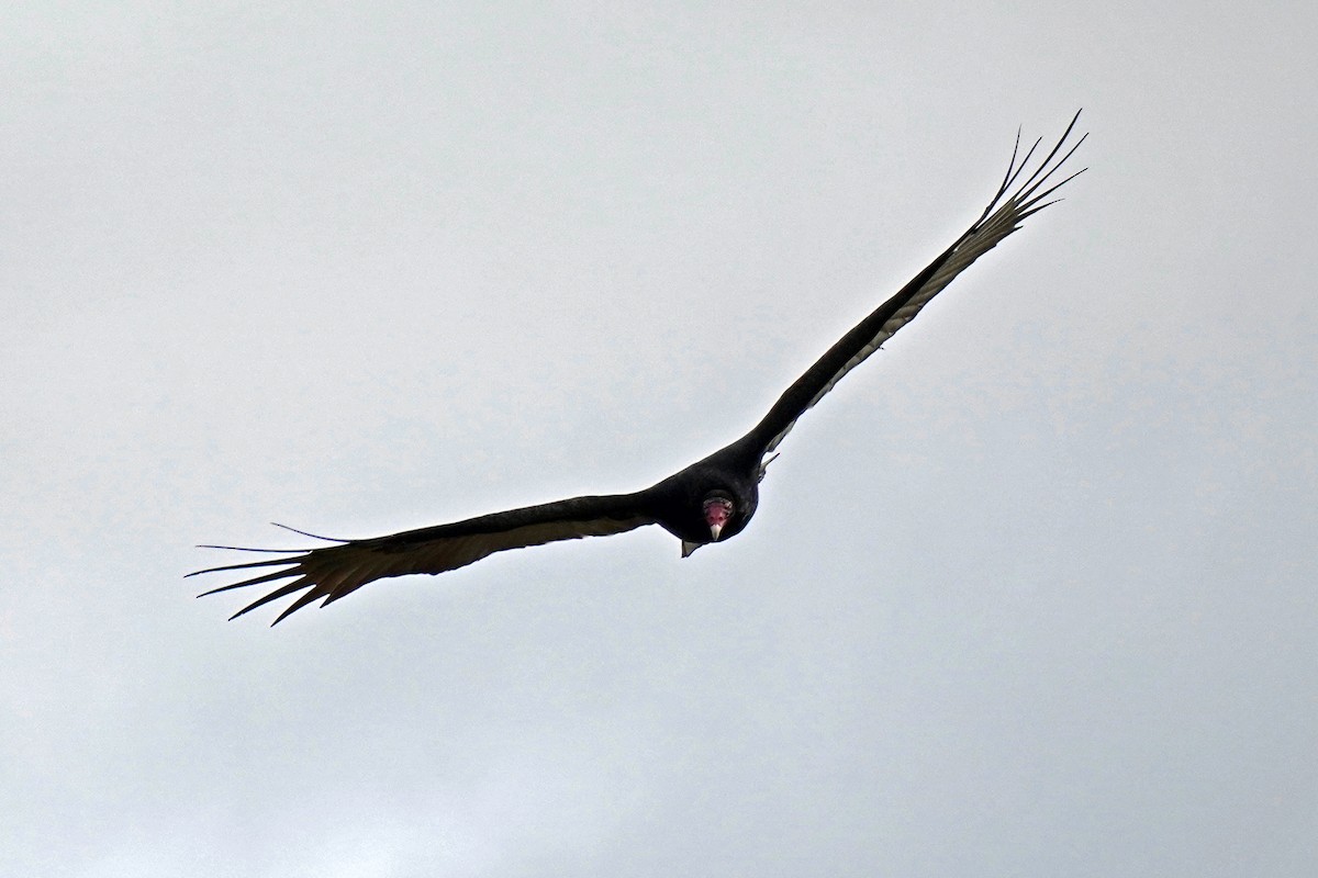 Turkey Vulture - ML645011848