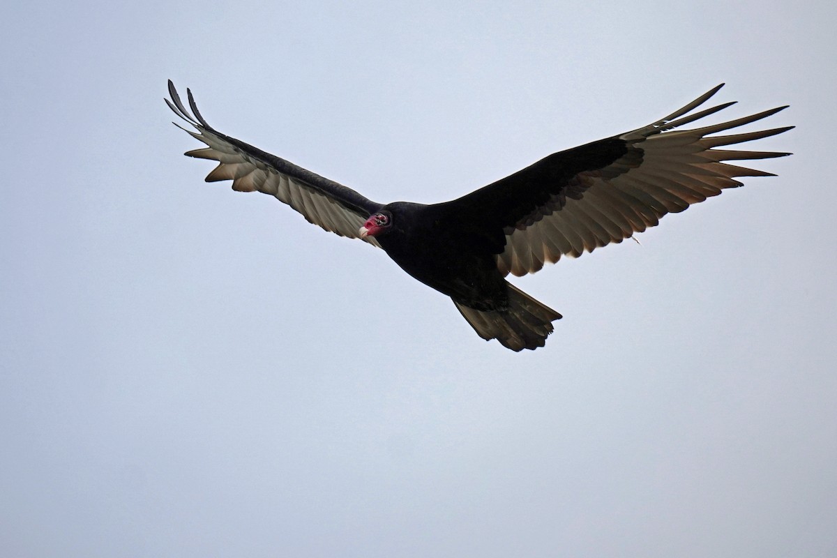 Turkey Vulture - ML645011849