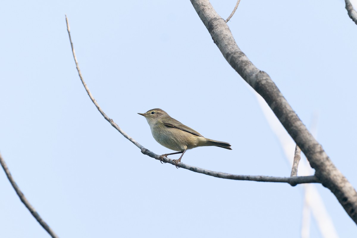 Zilpzalp [collybita-Gruppe] - ML645011856