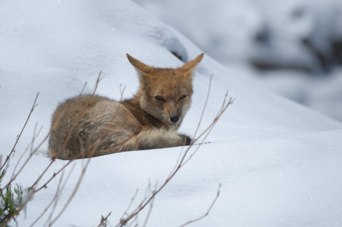 Chilla - ML645011857