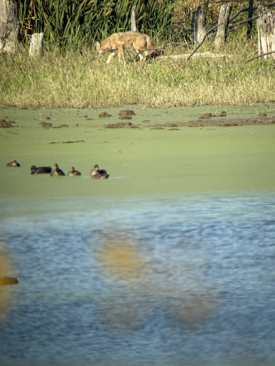 Kojote - ML645011860