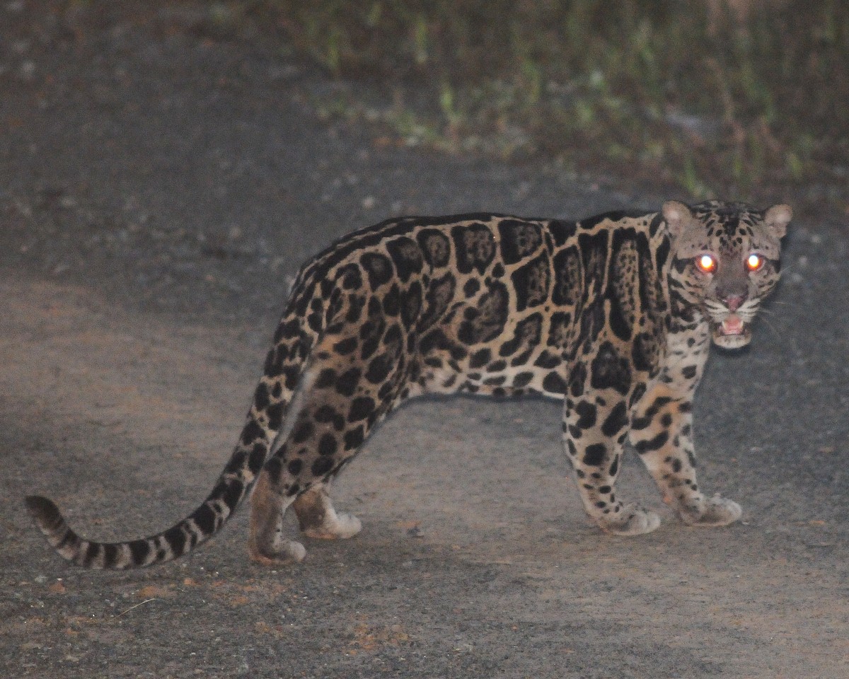 Sunda Clouded Leopard - ML645011861