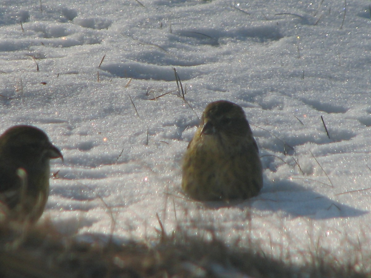 båndkorsnebb - ML645011863