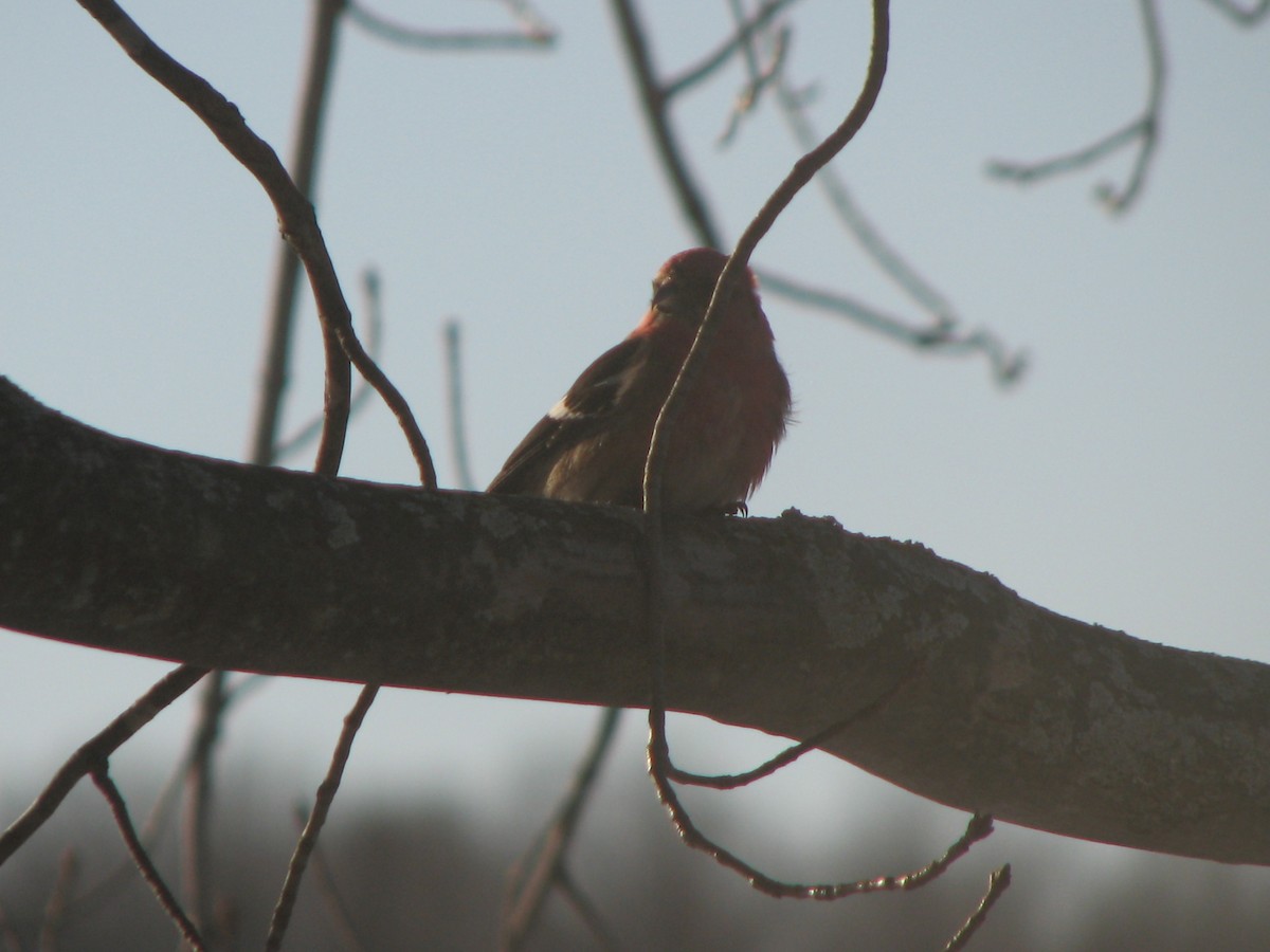 båndkorsnebb - ML645011865