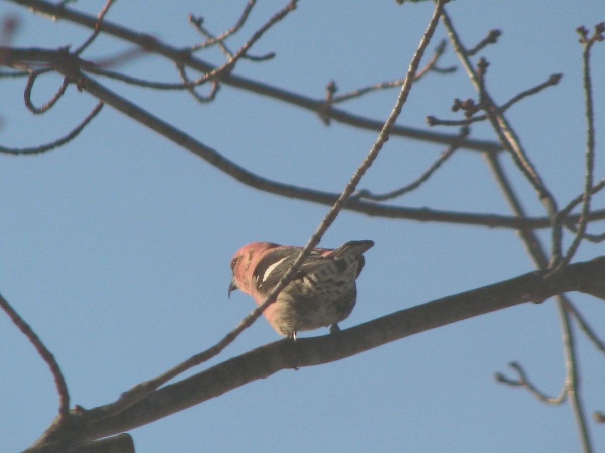 båndkorsnebb - ML645011866