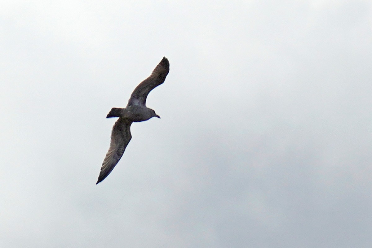 American Herring Gull - ML645011867