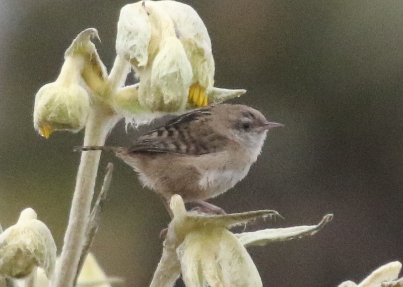 オオヌマミソサザイ - ML645011899