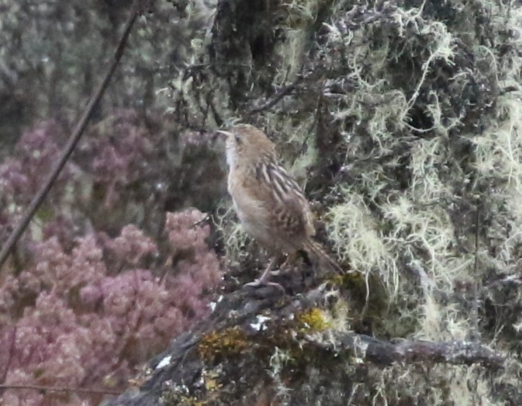 オオヌマミソサザイ - ML645011900