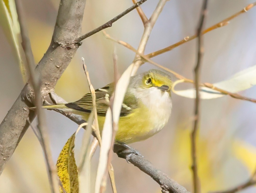 White-eyed Vireo - ML645011901