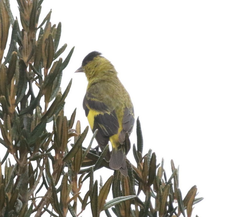 Andean Siskin - ML645011909