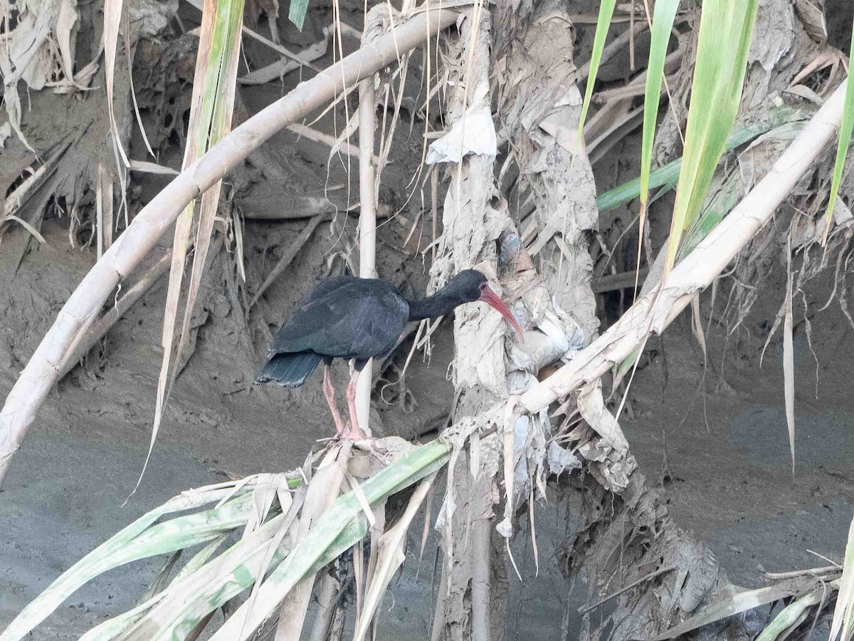 Ibis Afeitado - ML645011919