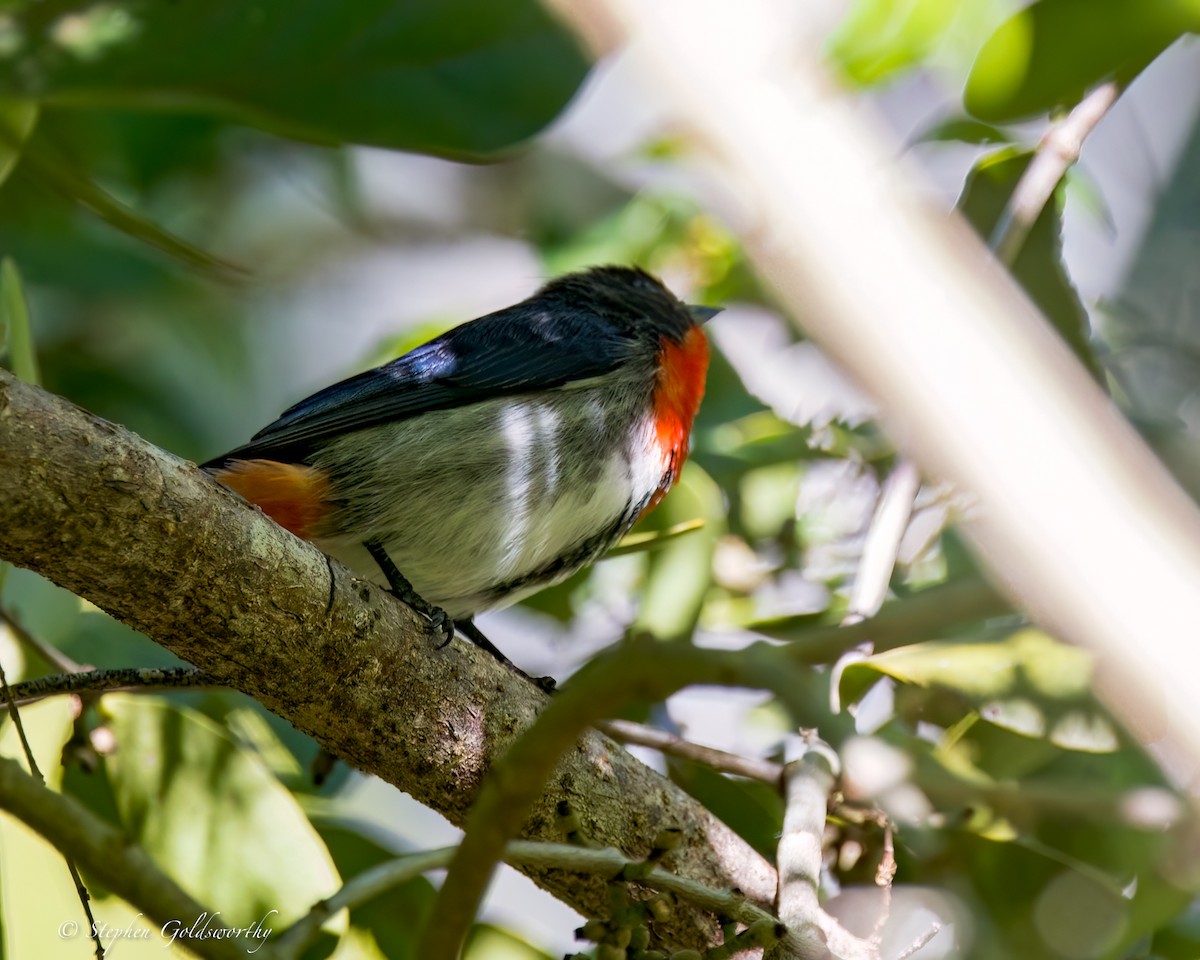 Picaflores Golondrina - ML645011931