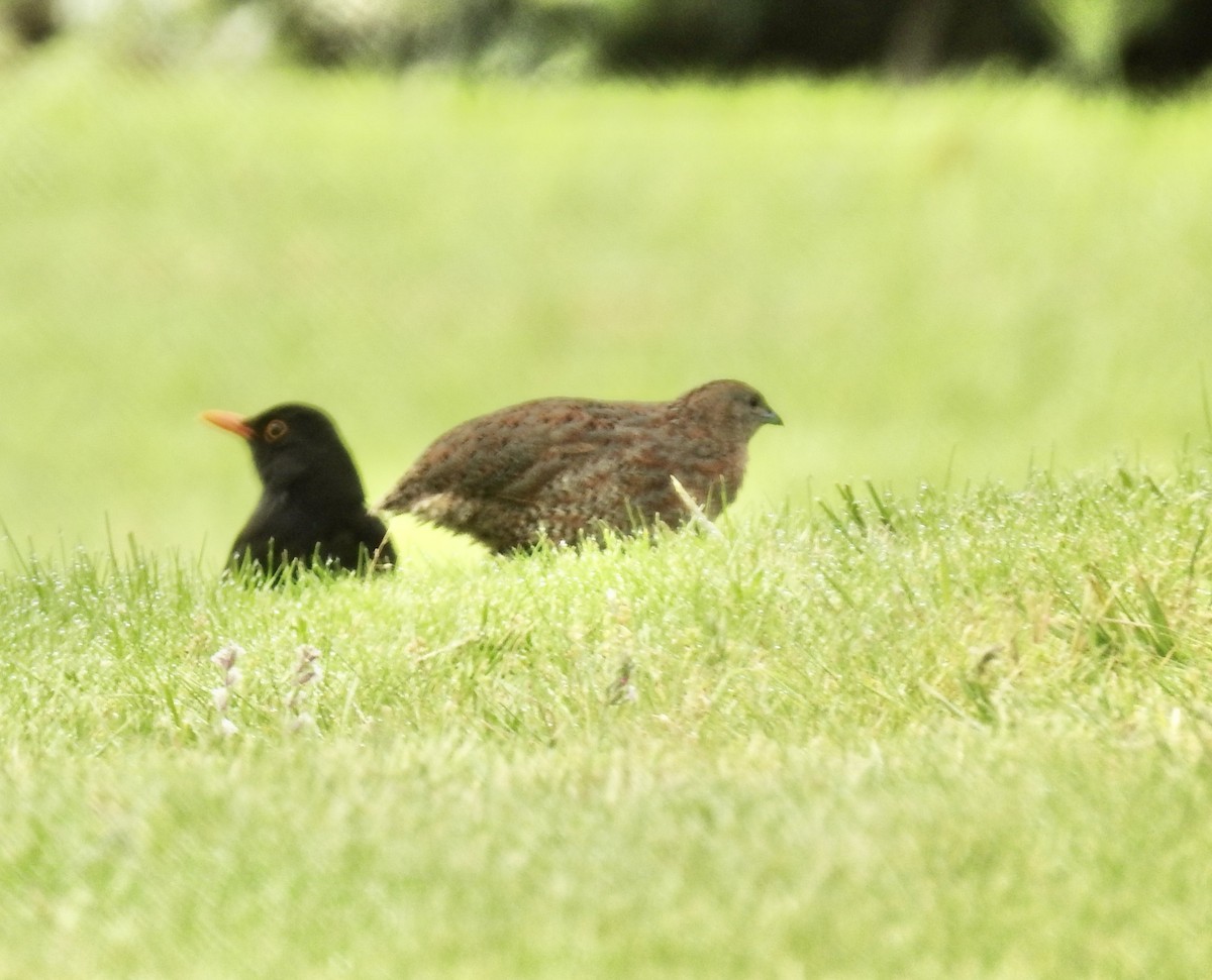 Brown Quail - ML645011952
