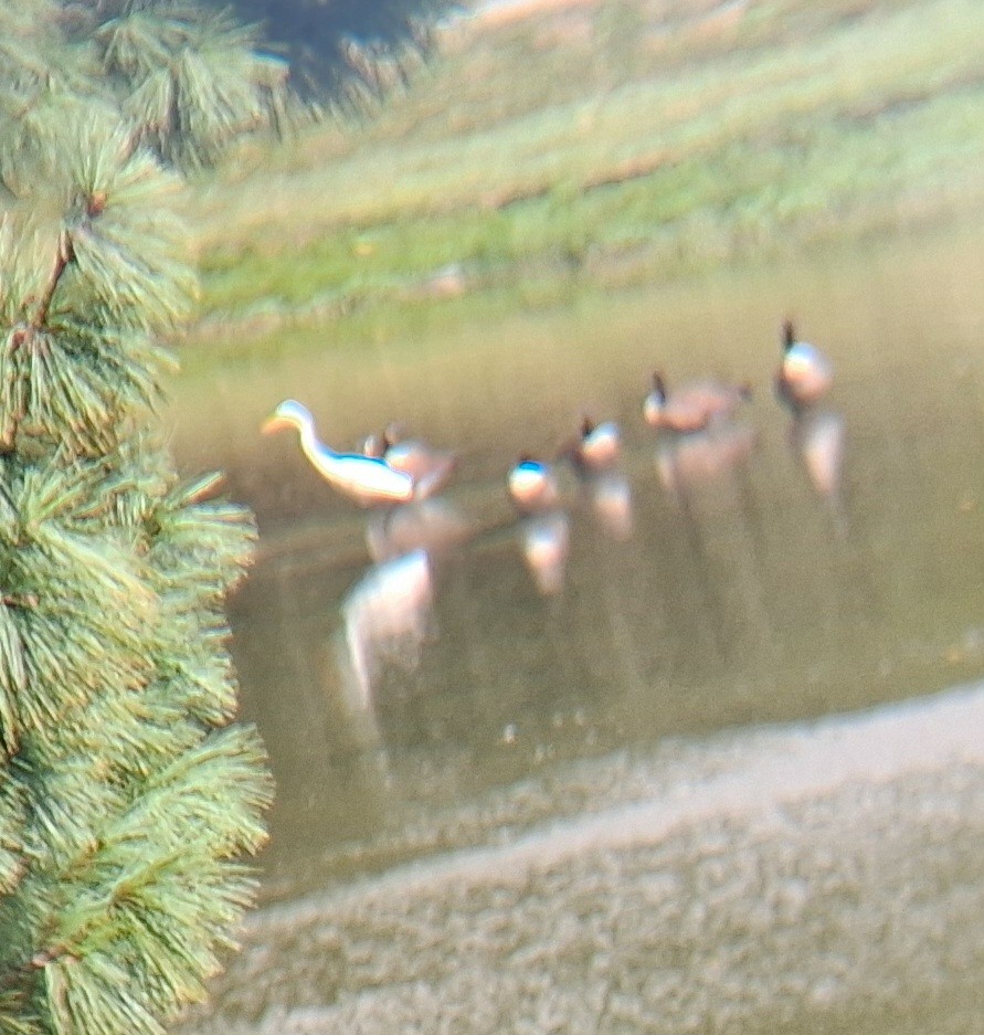Great Egret - ML645011961