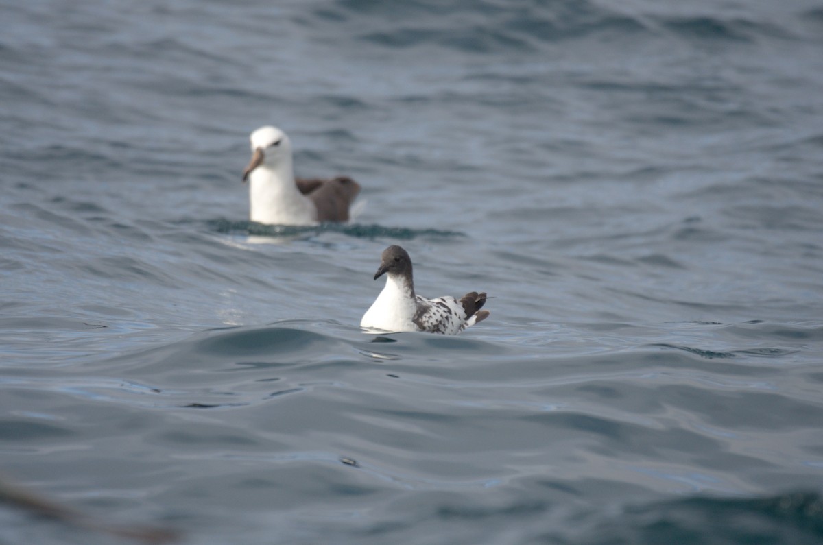 buřňák černobílý - ML645011970