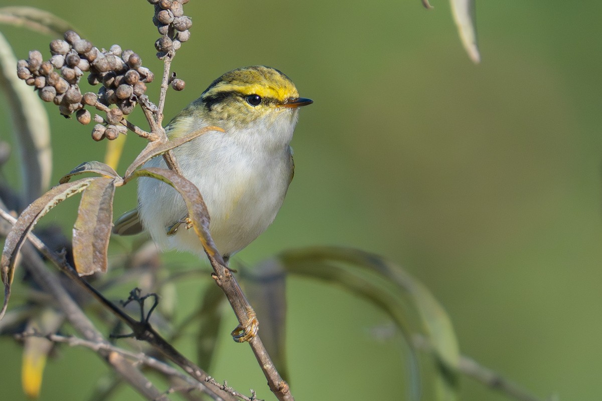 Pallas's Leaf Warbler - ML645011984