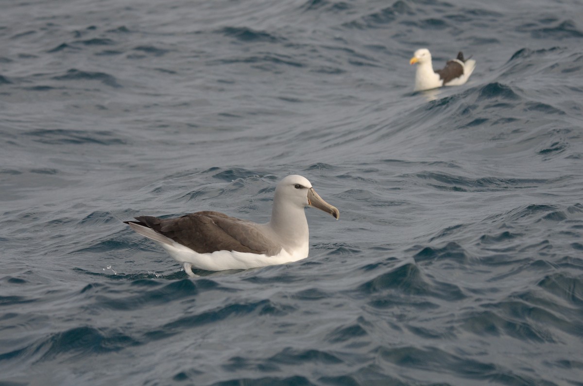 albatros snarský - ML645011988