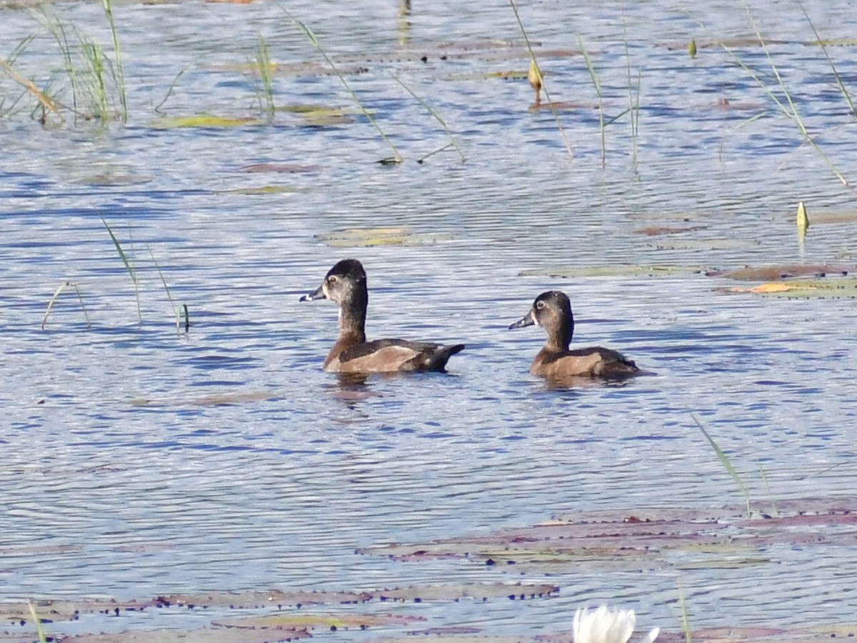 Ring-necked Duck - ML645011991