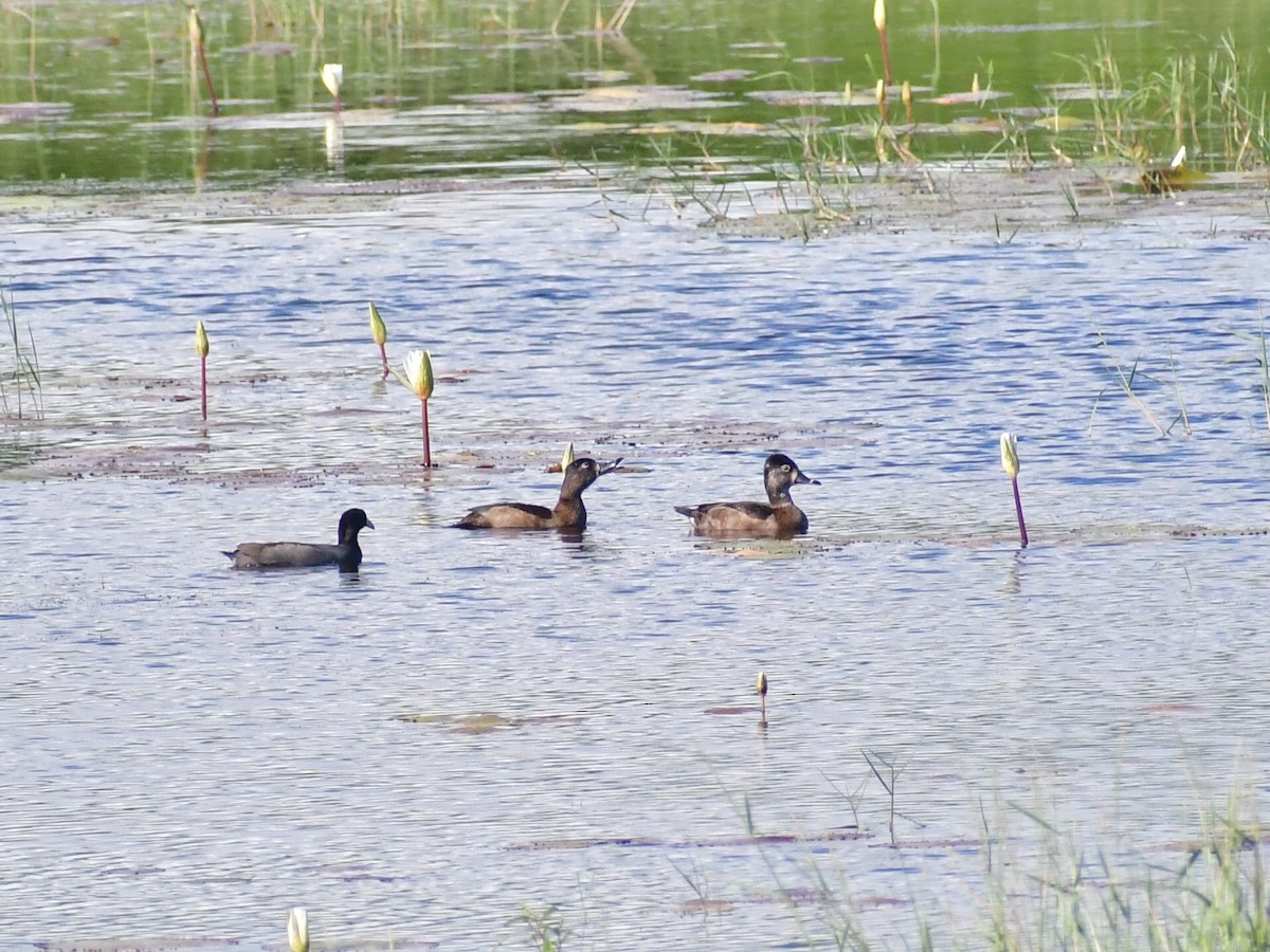 Ring-necked Duck - ML645011992
