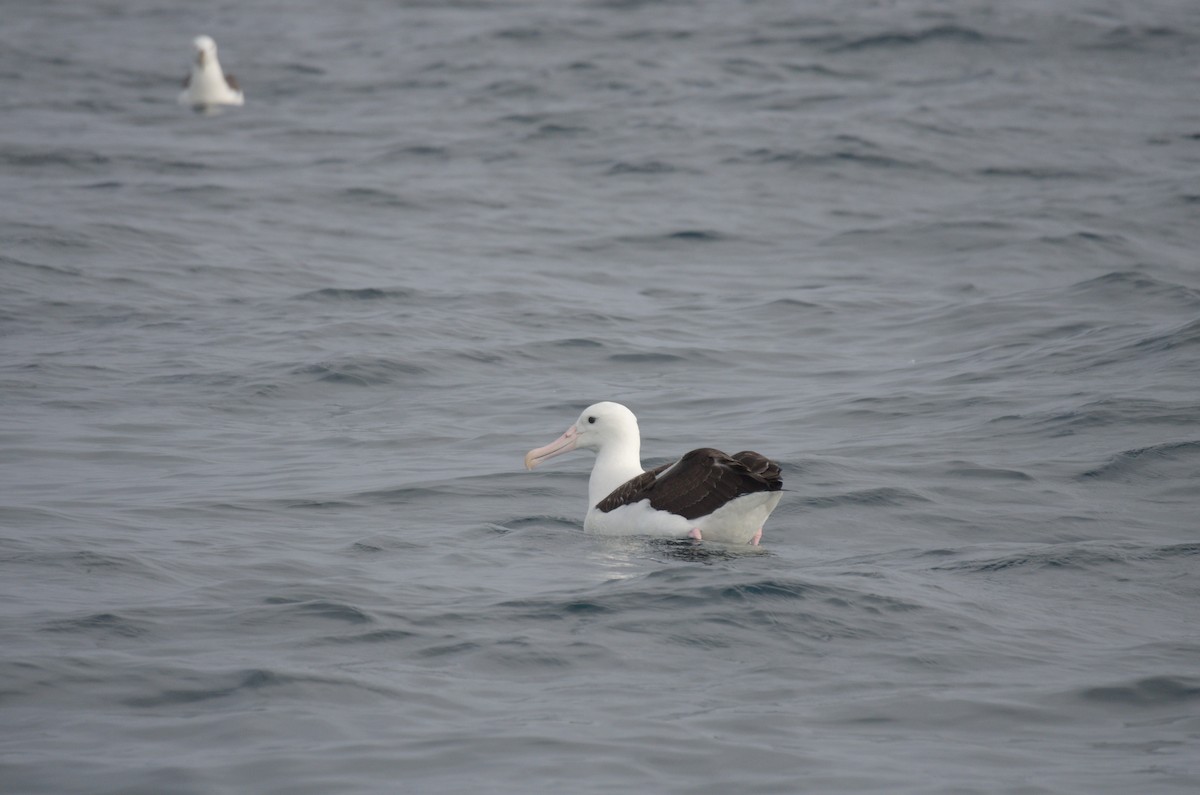 albatros Sanfordův - ML645011997