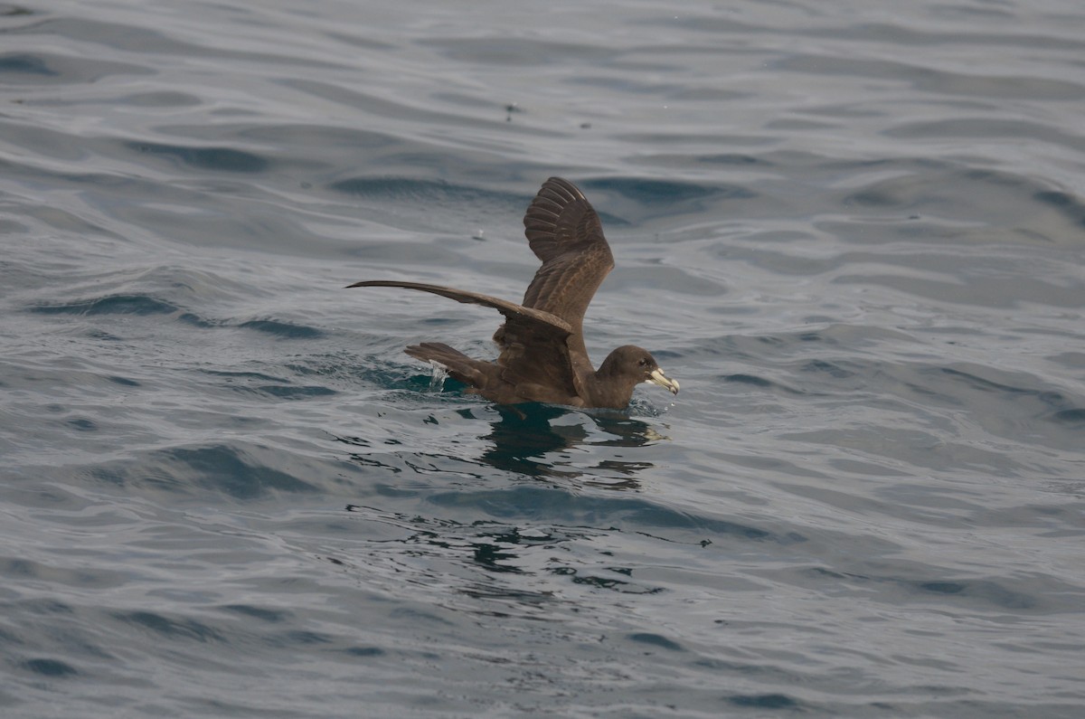 Beyaz Gıdılı Yelkovan - ML645012002