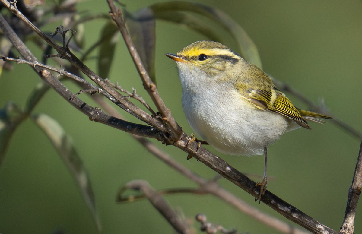 Pallas's Leaf Warbler - ML645012004