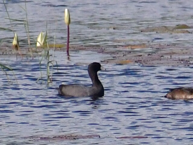 American Coot - ML645012005