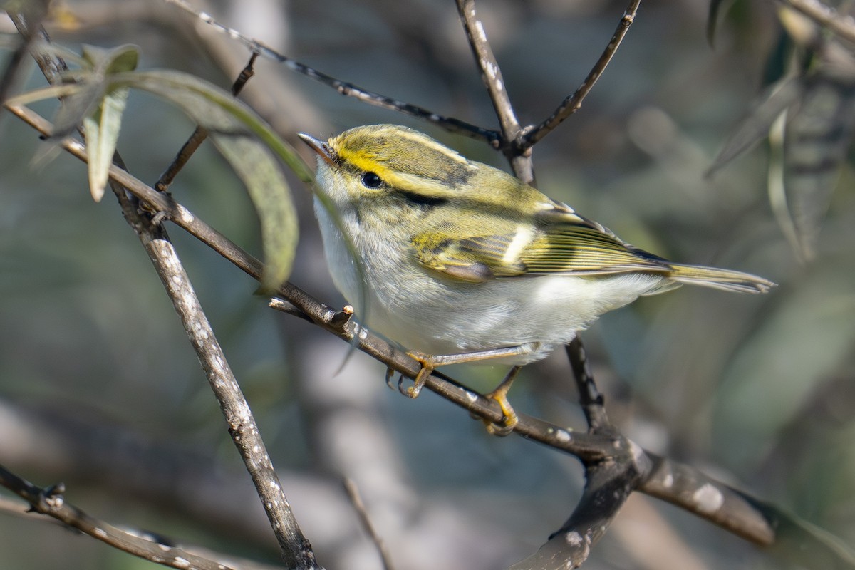 Pallas's Leaf Warbler - ML645012011