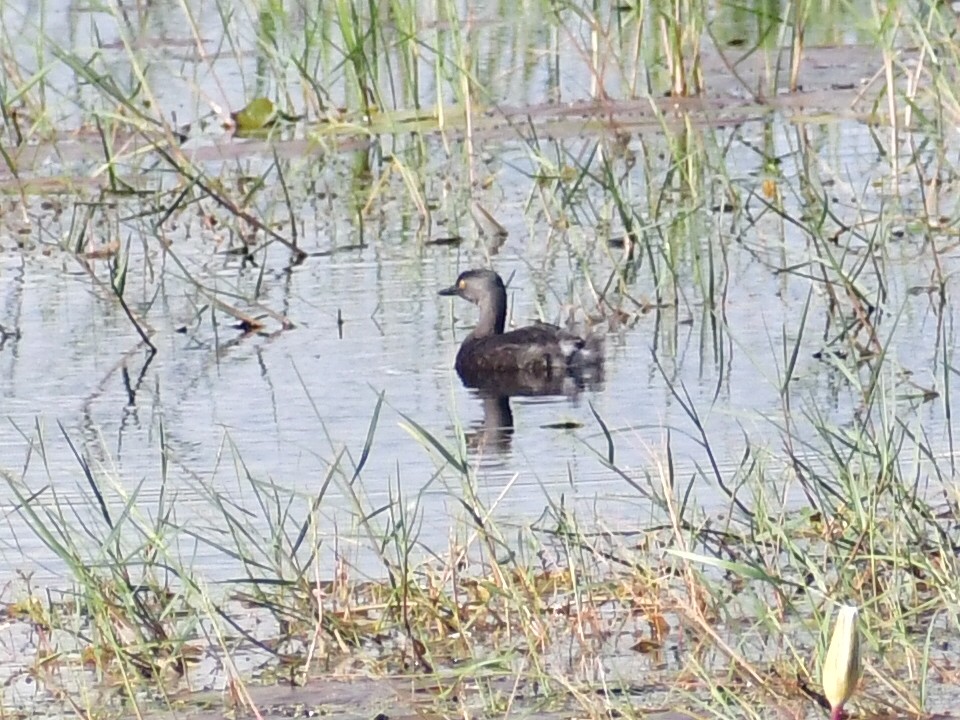 Least Grebe - ML645012018