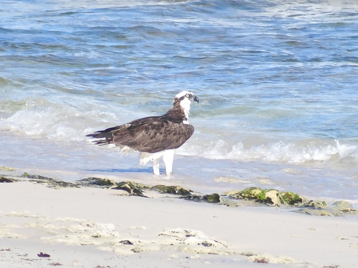 Osprey - ML645012038