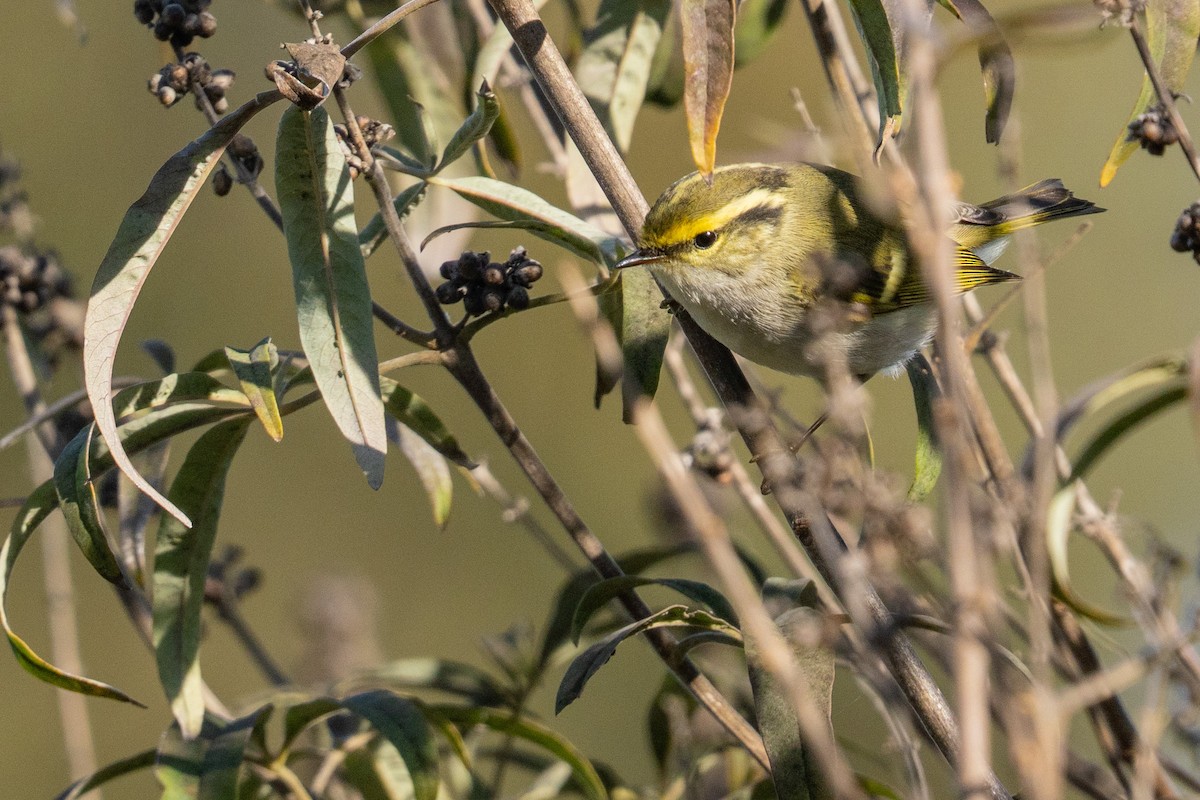 Pallas's Leaf Warbler - ML645012039