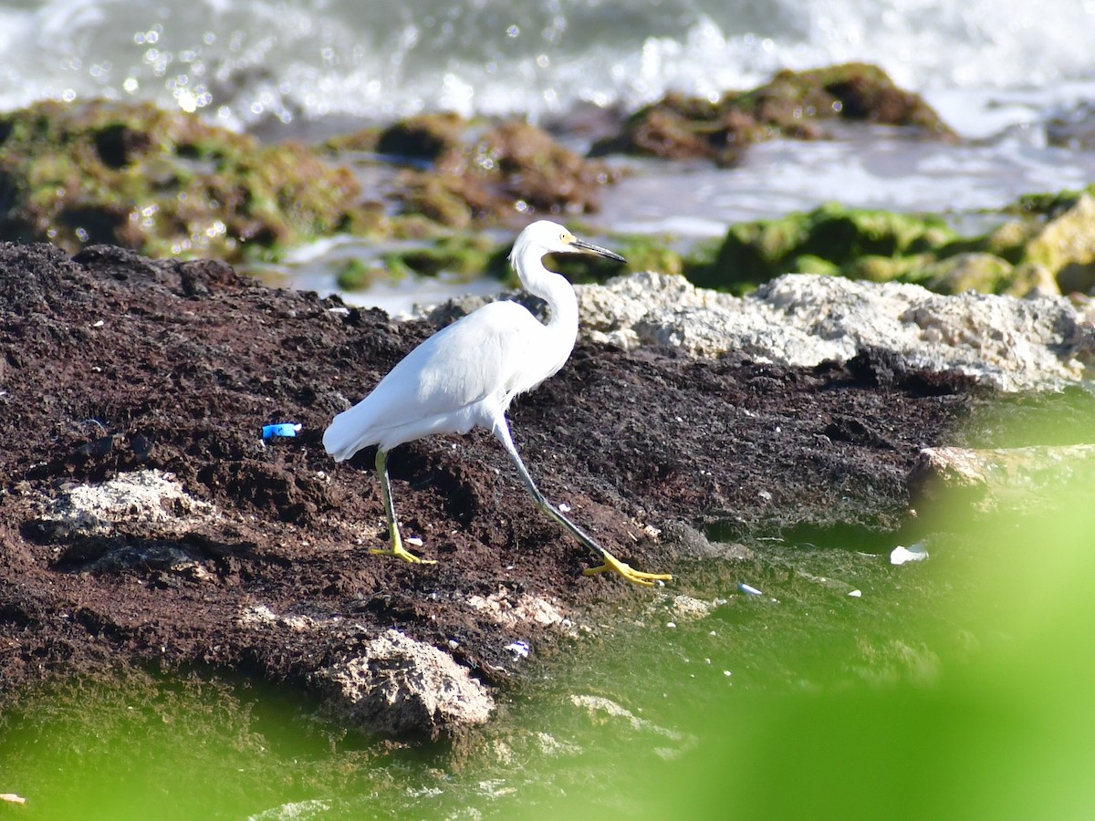 Snowy Egret - ML645012040