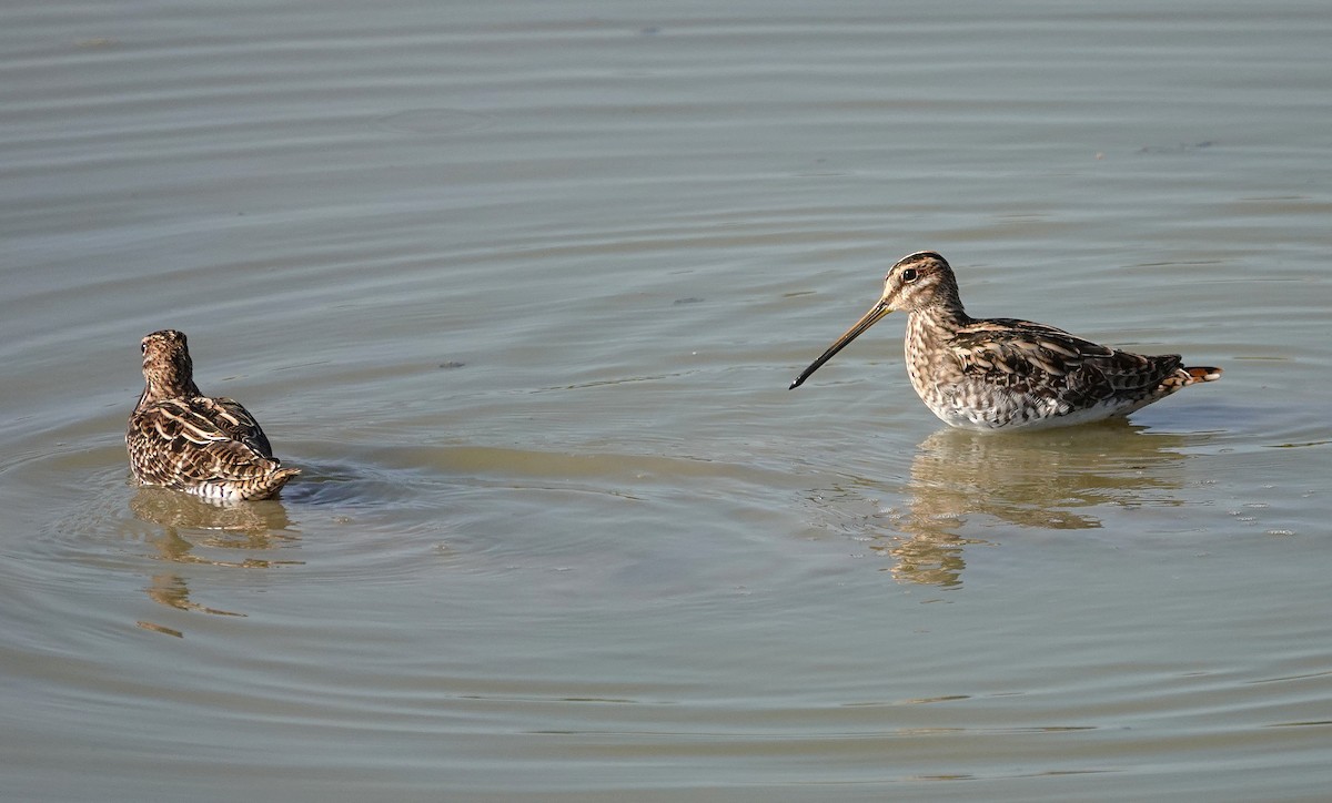 חרטומית ביצות - ML645012041