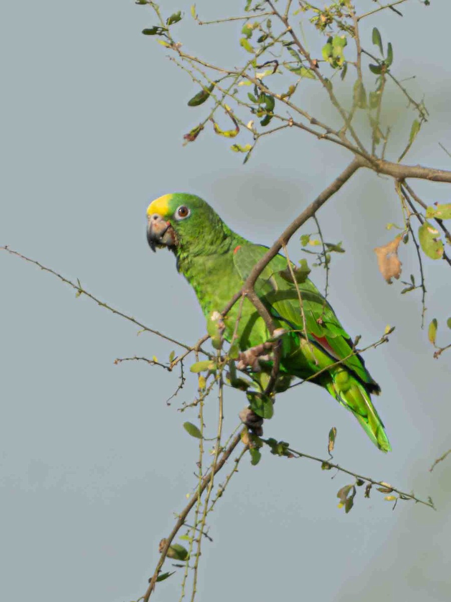 Амазон тринідадський - ML645012066