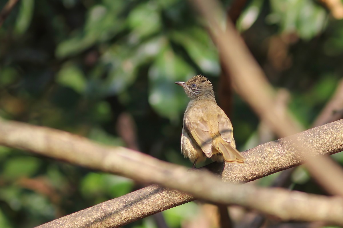 Streak-eared Bulbul - ML645012068