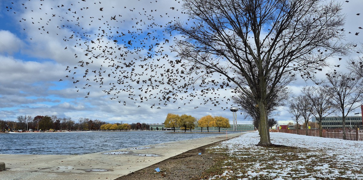 European Starling - ML645012069