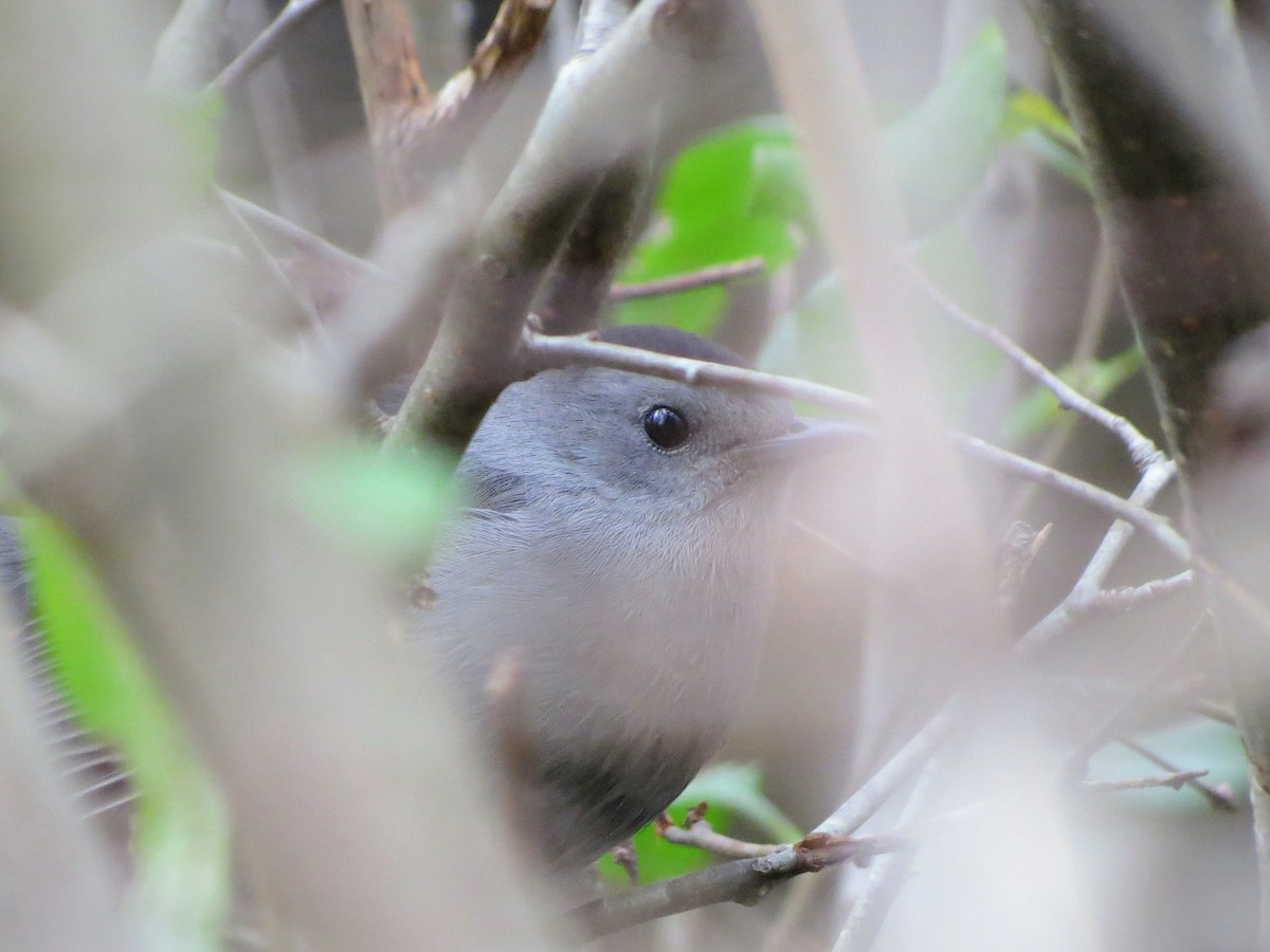 Moqueur chat - ML645012070