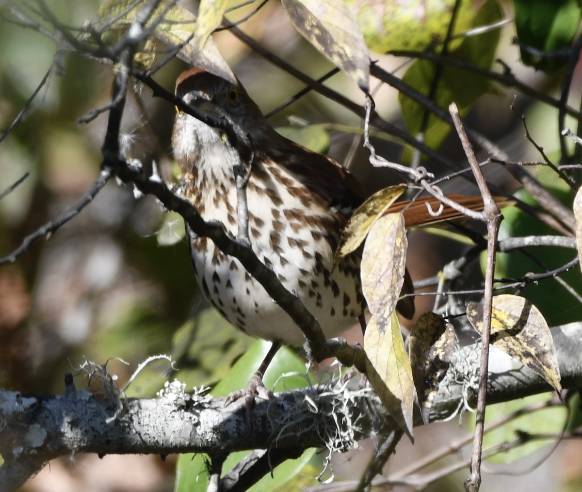 Brown Thrasher - ML645012077