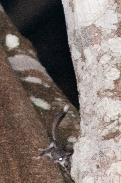 Mammals - ML645012078