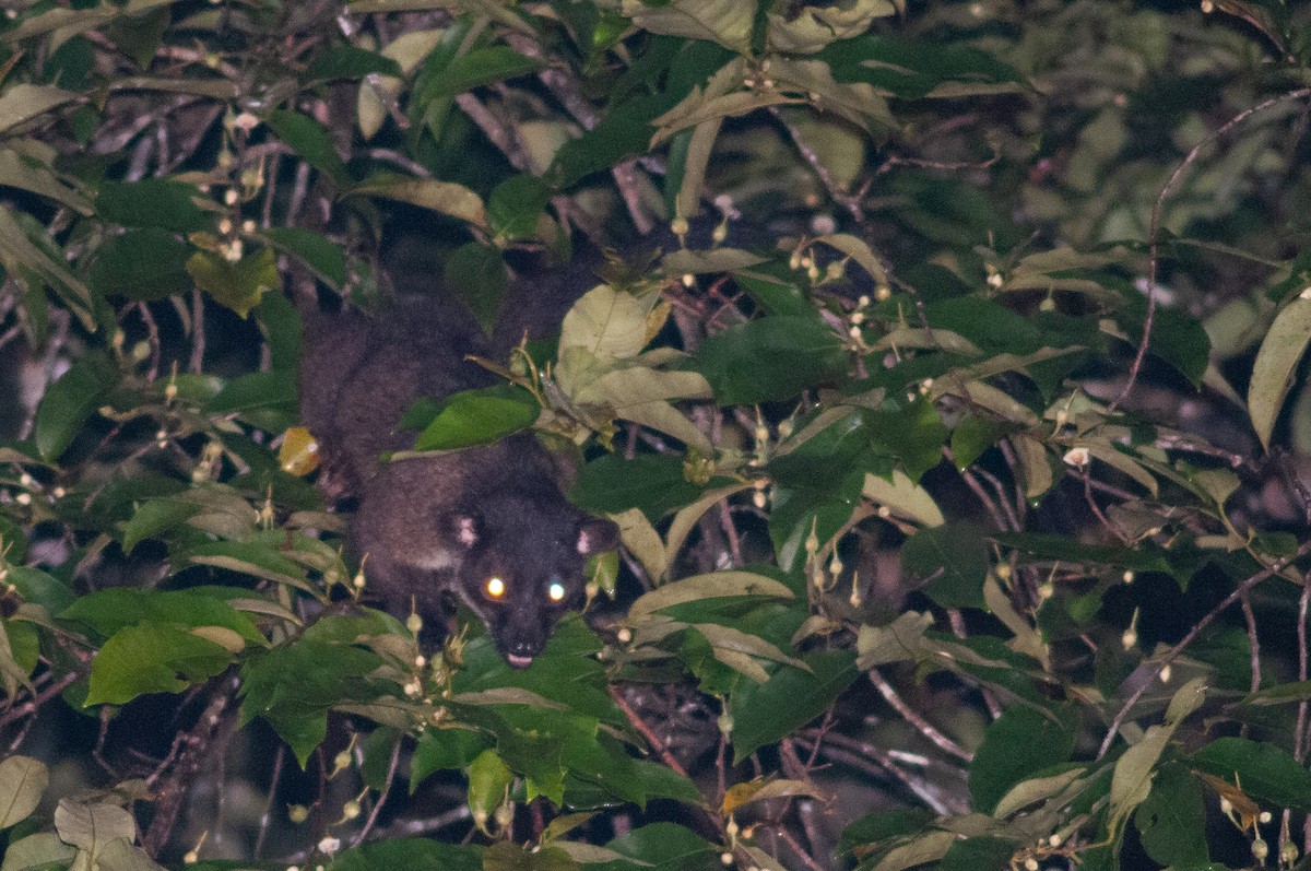 Mammals - ML645012079