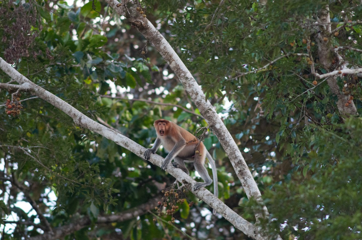 Proboscis Monkey - ML645012080