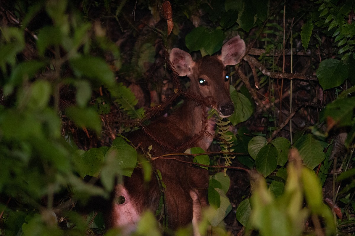 Mammals - ML645012081