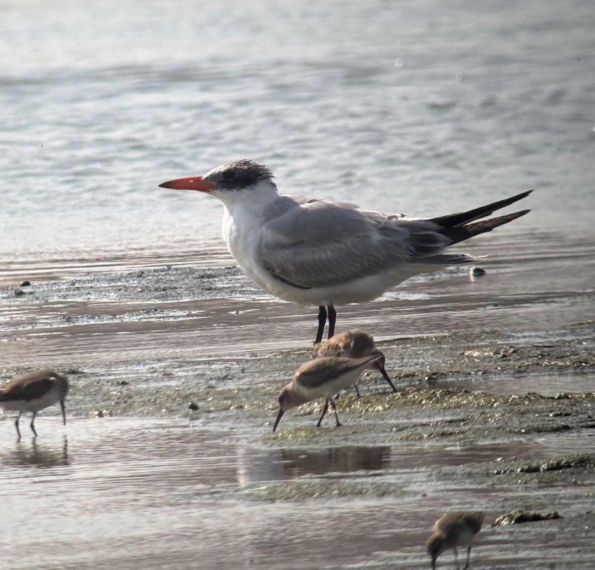 Caspian Tern - ML645012082