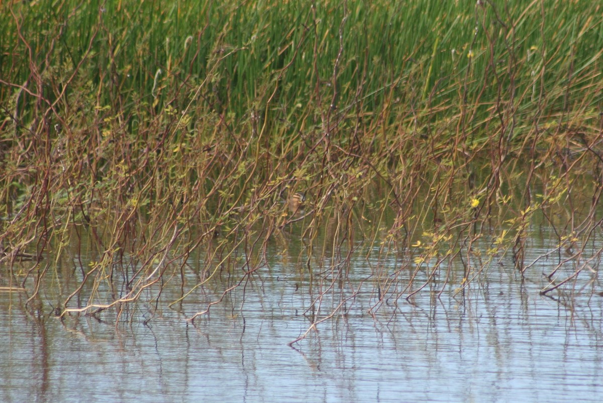 maskeand - ML645012088