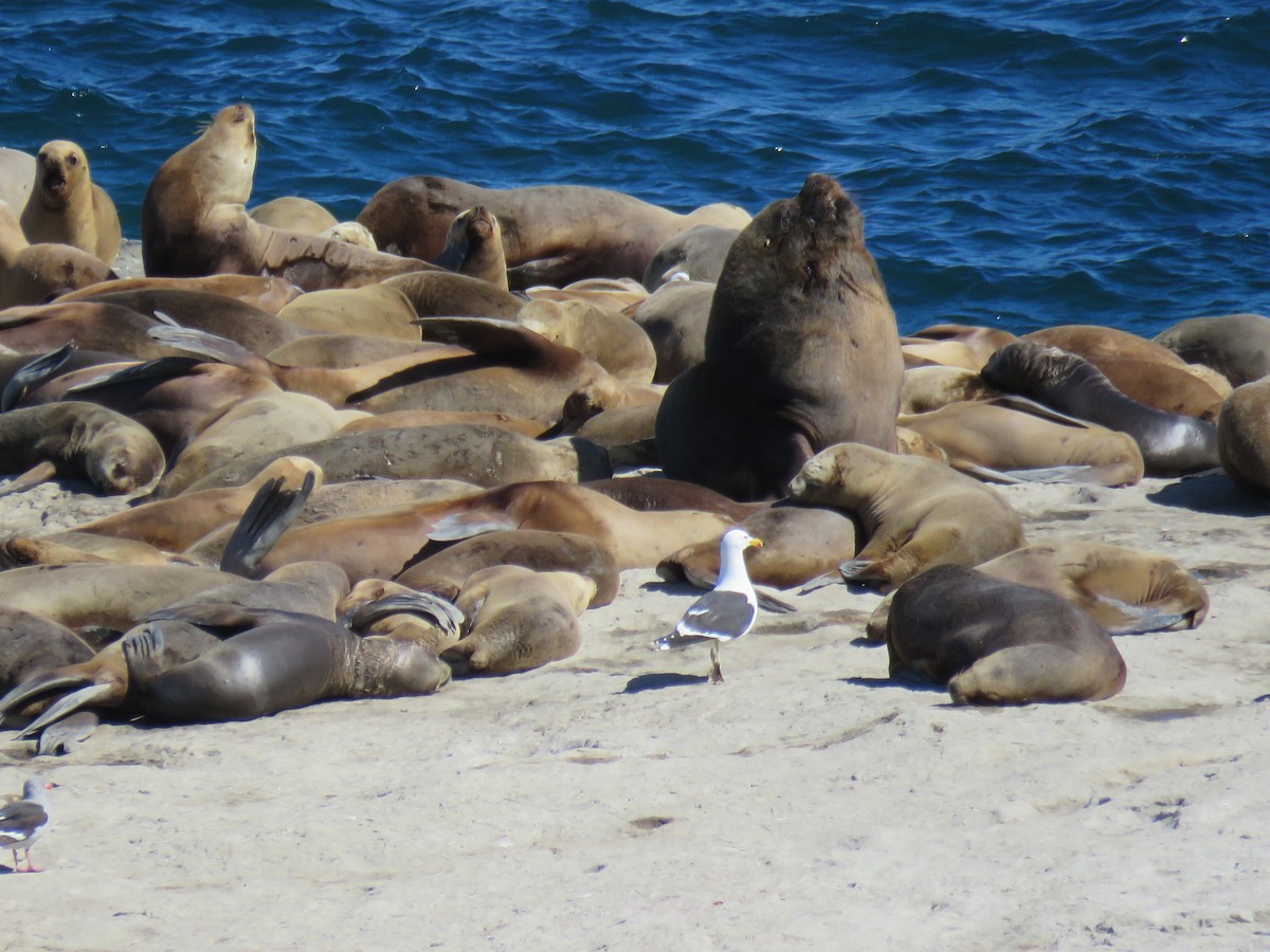 Kelp Gull - ML645012090