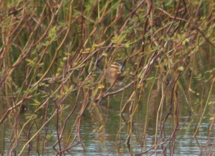 maskeand - ML645012091